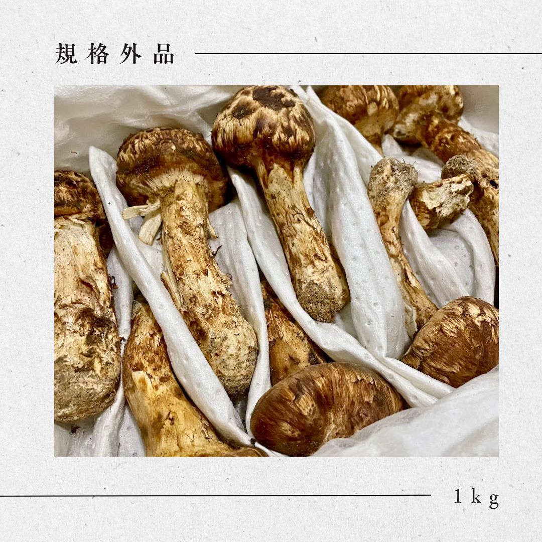 生鮮松茸 1kg 2025 中国産 秋の味覚 生松茸