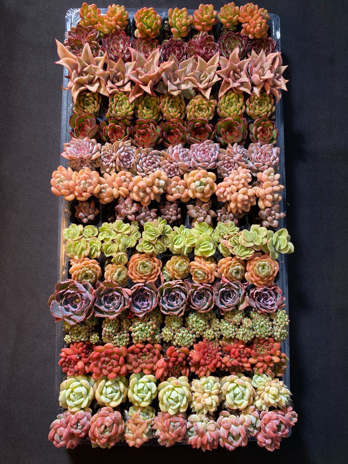 16日 現品発送 新入荷 15種類セット NT01×105苗 土付き 詰め合わせ 多肉植物 エケベリア 韓国苗 新入荷