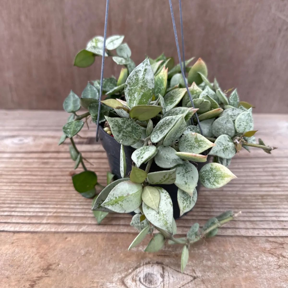 訳ありセール　レア　ホヤ　Hoya  cui silver サクララン 訳ありセール レア ホヤ Hoya cui silver サクララン 訳ありセール