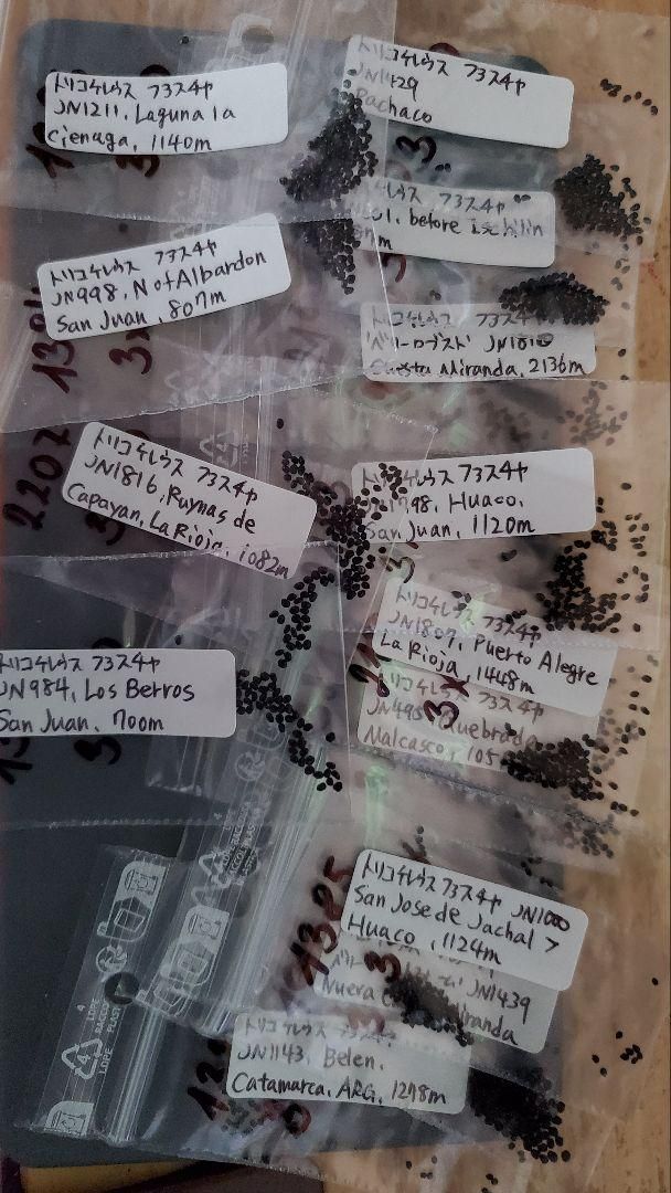 トリコケレウス