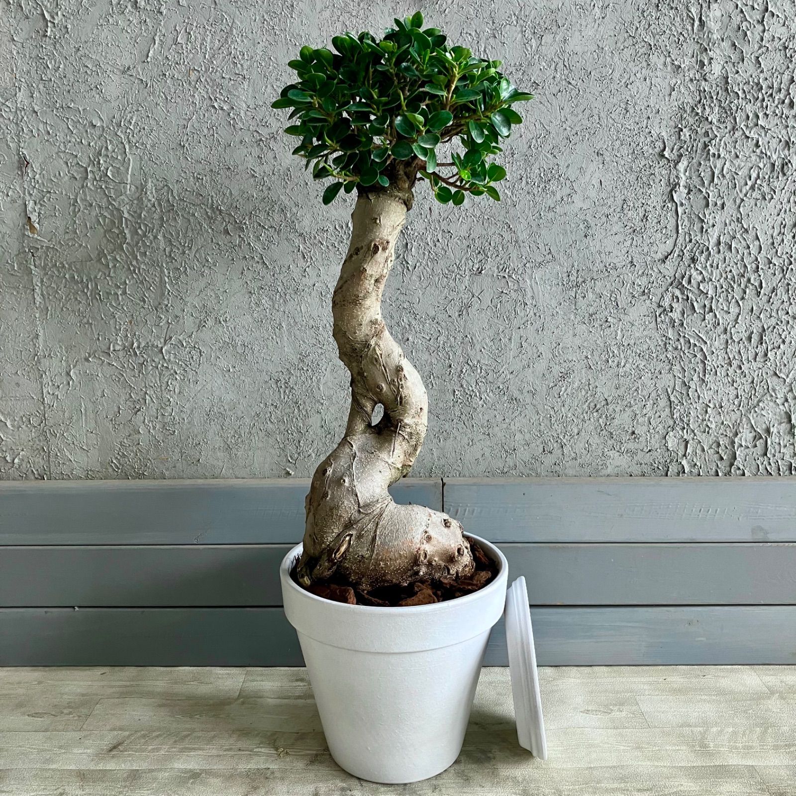 希少 パンダガジュマル ガジュマル パンダ 9号