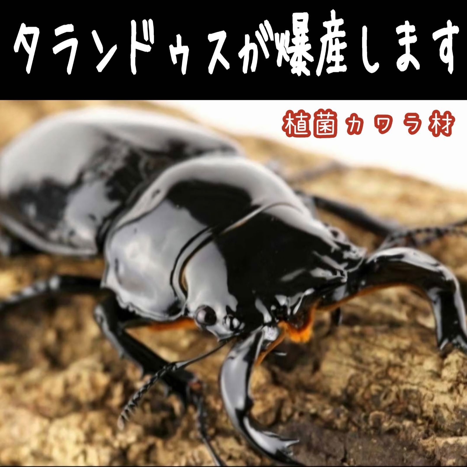これが1番よく産みます！ クワガタの産卵木 植菌カワラ材 カビない