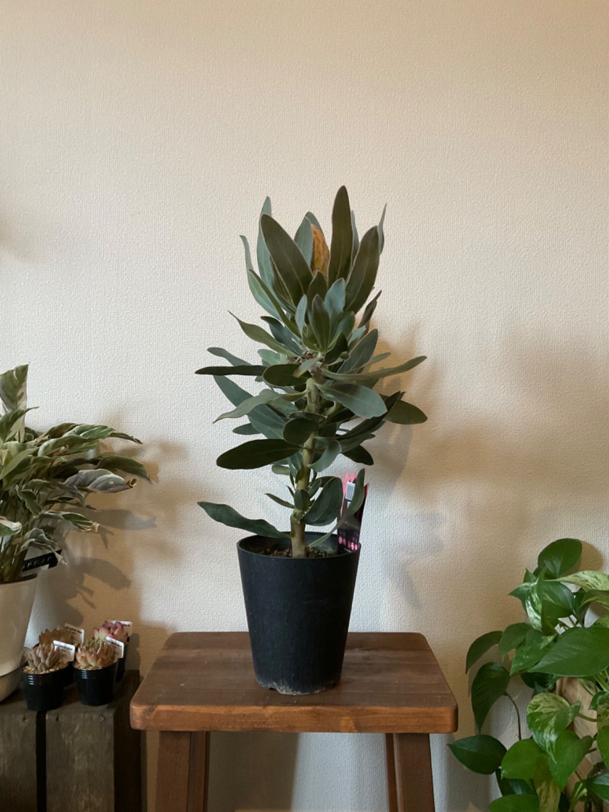 プロテア　スサラ　3輪　① ff78acbd35f755b0a4674c17ad3e49