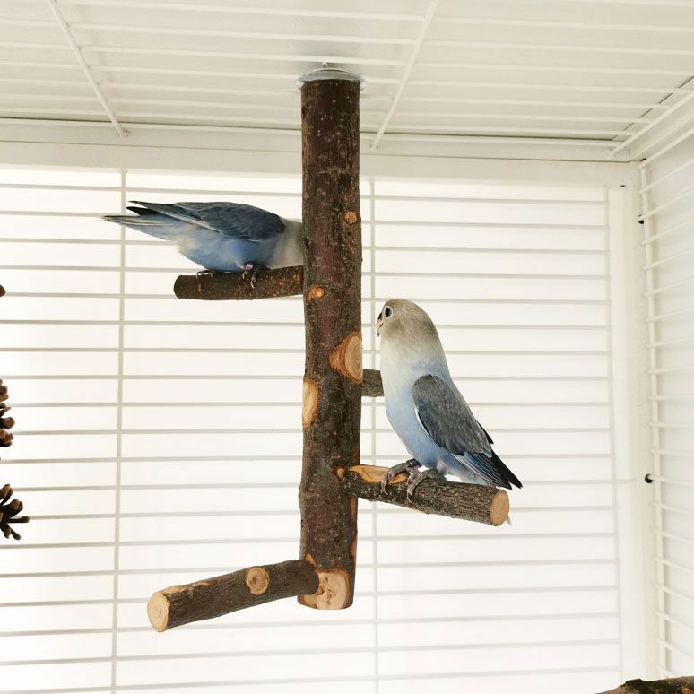 鳥 止まり木 インコ タワー 階段 モモンガ 爪とぎ パーチ 木 遊び場