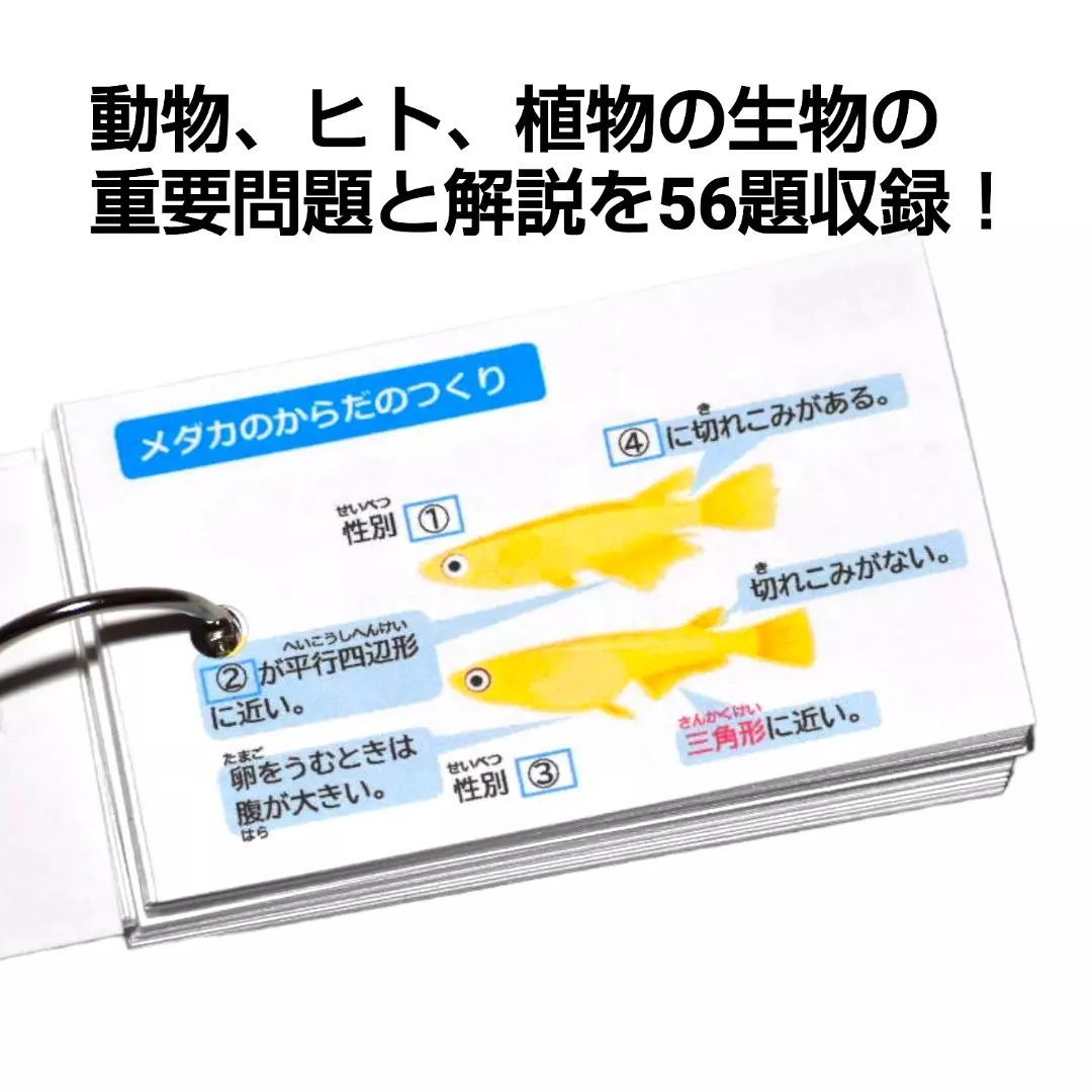 【お値下げ中☆新品未使用】　￼中学入試対策　理科　生物の基本 暗記カード 21】小学生理科 生物 暗記カード(中学受験対策、予習・復習
