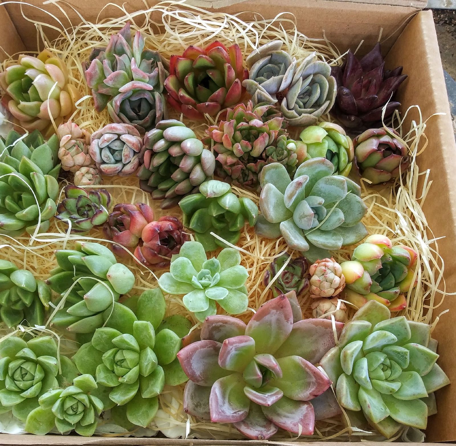 専用です^_^ 031701多肉植物の寄せ植え☆リスさんの館☆大物 （032202多肉