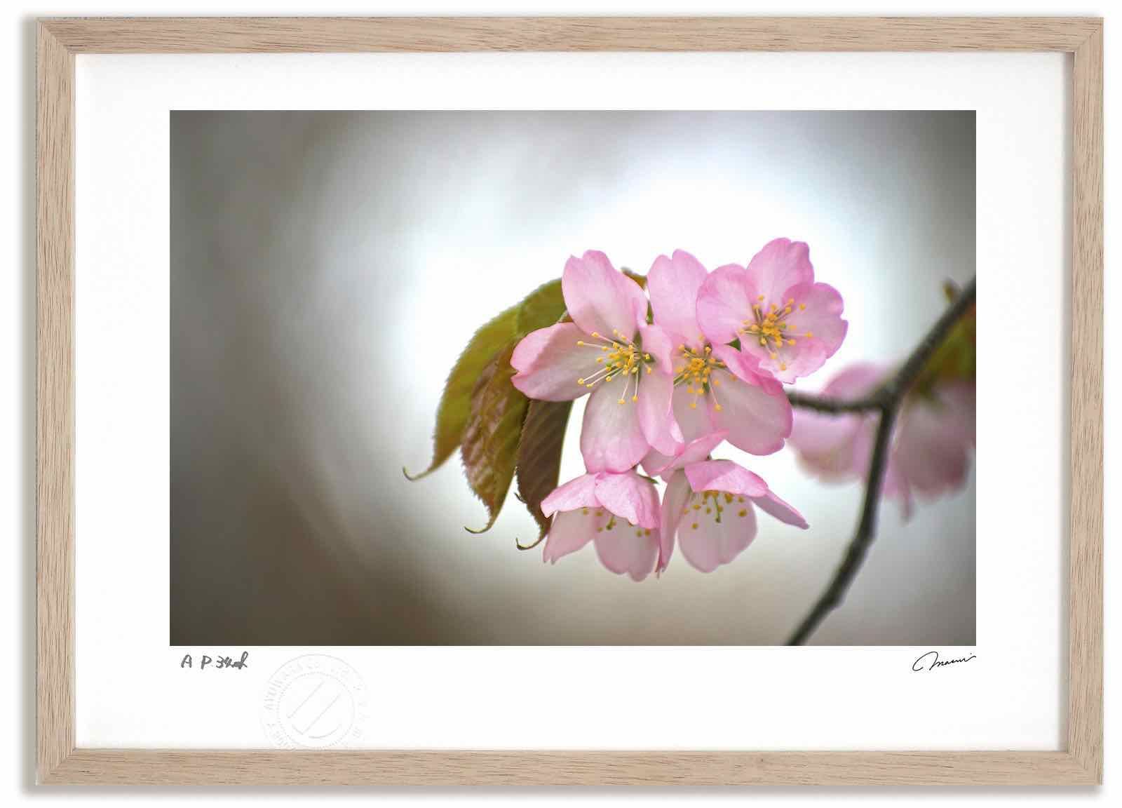 Amazon.co.jp: 【Amazon.co.jp限定】コガネゾラ (ハコニワリリィ