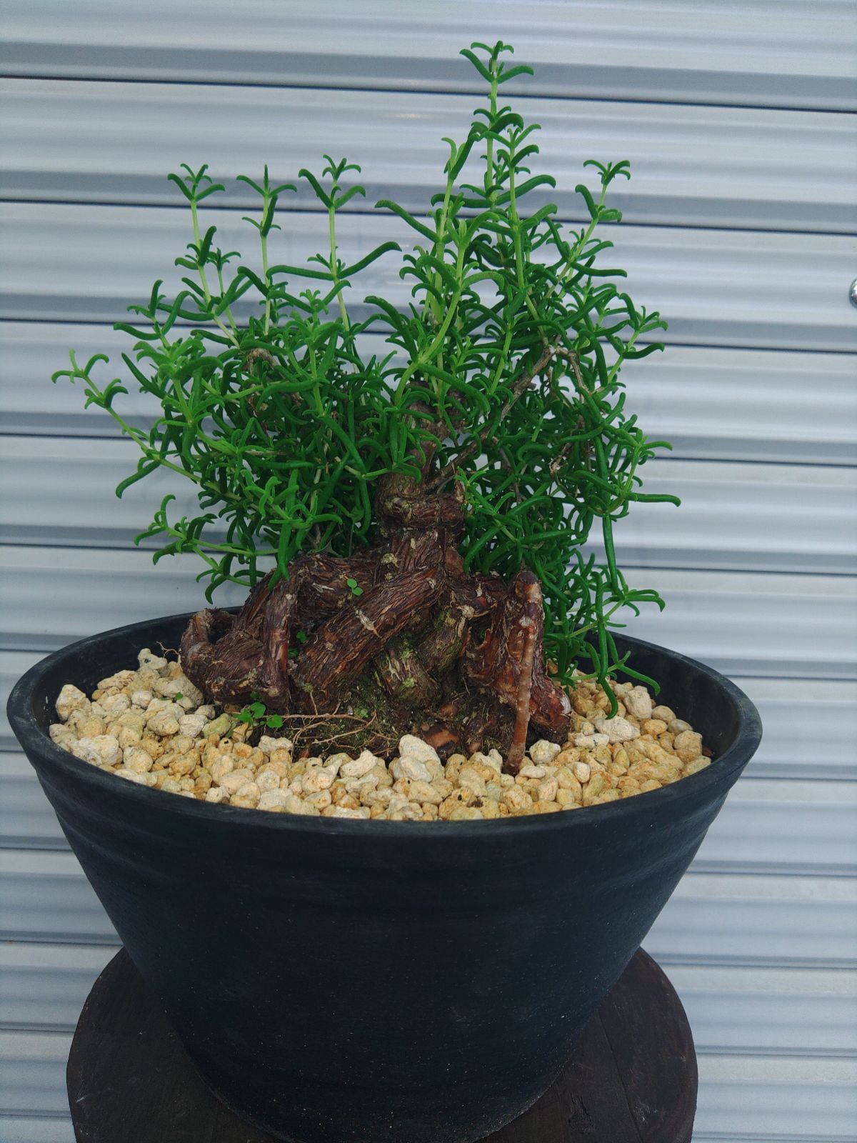 2024 メストクレマ マクロリズム➁