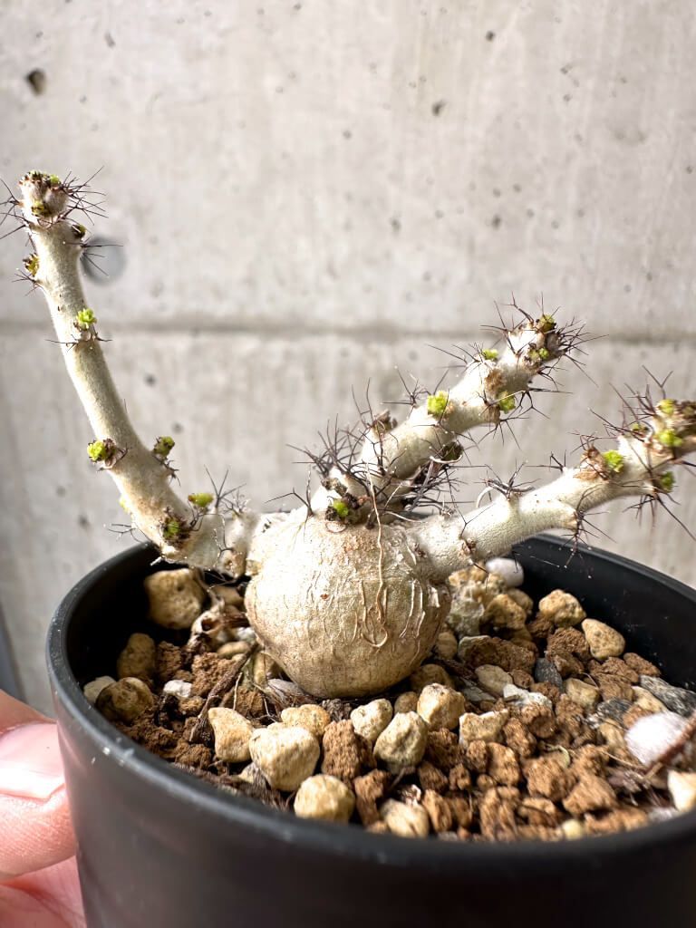 ボスウェリア　サクラ　実生　鉢付き52O11 ボスウェリアサクラ 実生 ボスウェリア サクラ 実生 鉢付き52O11