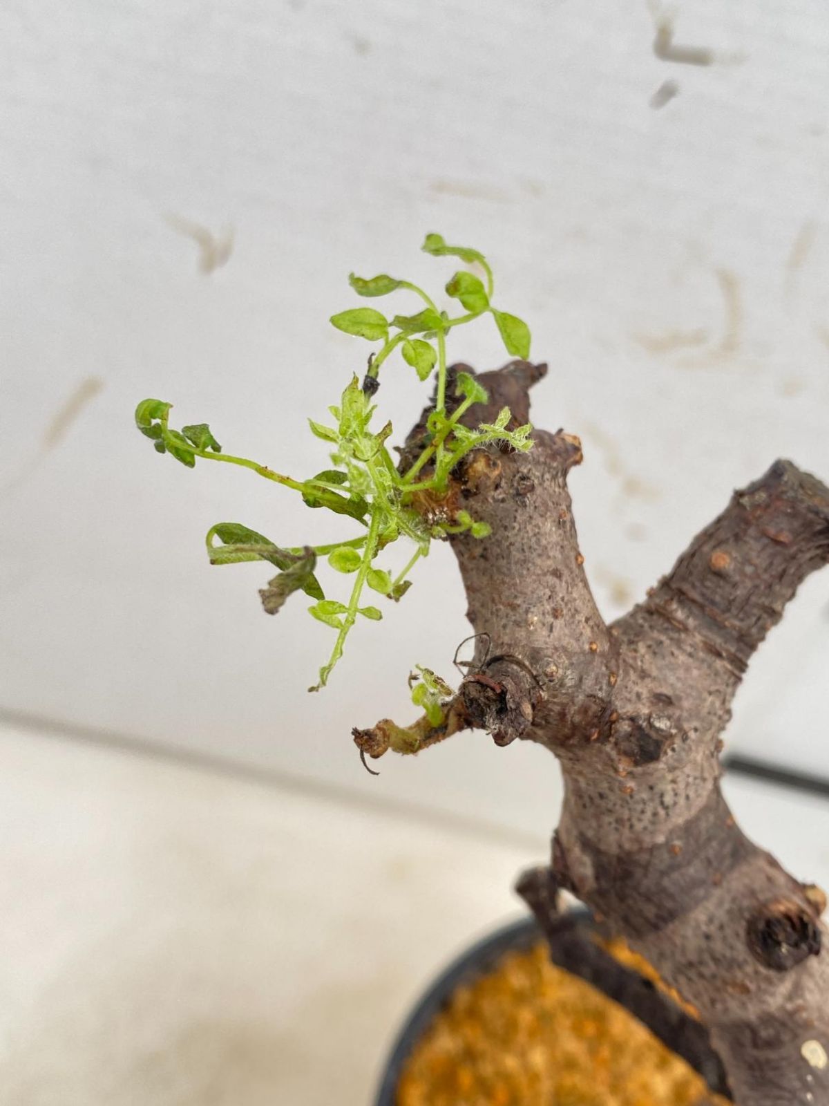 8637 「塊根植物」コミフォラ モンストローサ 植え【発根未確認・Commiphora monstrosa・葉落ち可能性・塊根植物】 - メルカリ