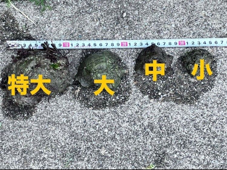 【送料無料】冷凍ヤドカリ40個(殻付き)　石鯛　黒鯛　釣り餌　カメノテ付き 送料無料】石鯛 イシガキダイに！冷凍ヤドカリ40個(殻付き) 釣り