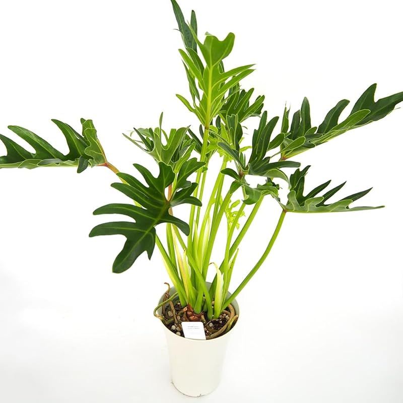 ＩＴＡＮＳＥ フィロデンドロン ジャイアントザナドゥ クッカバラ 6号 1個売り 観葉植物 学名 Philodendron Giant Xanadu サトイモ科 ザナドゥよりも枝や葉が大きく成長するのが特徴 葉は濃い緑色で光沢があり深い切れ込みが