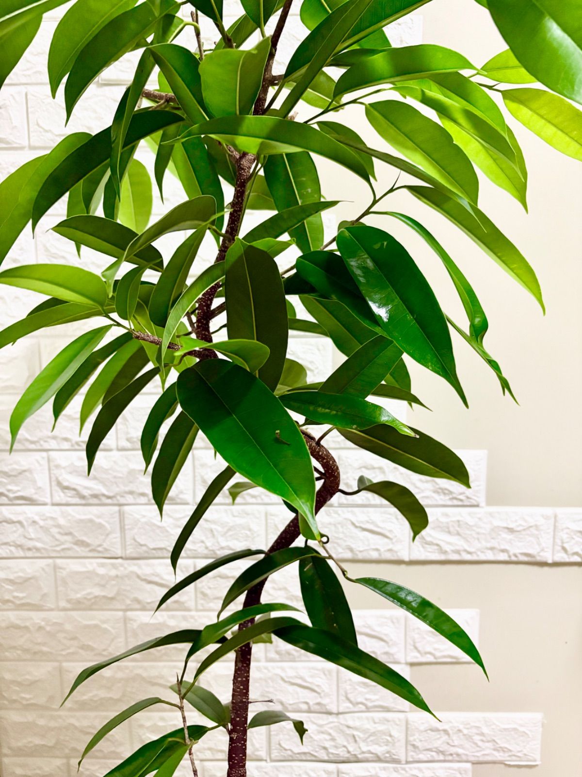 フィカス⭐️アムステルダムキング⭐️螺旋状曲がり 観葉植物