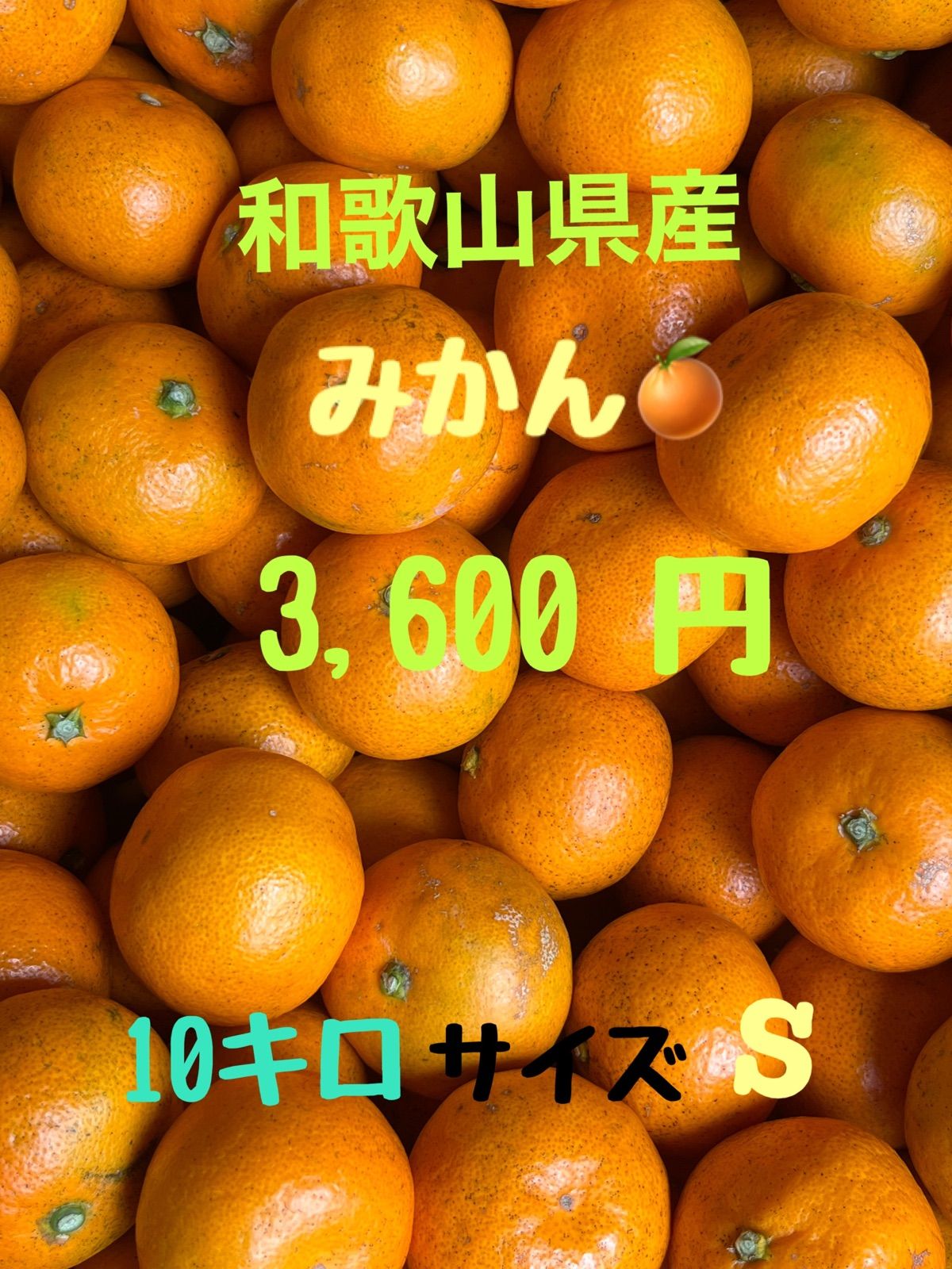 和歌山県産みかん10キロザイスS