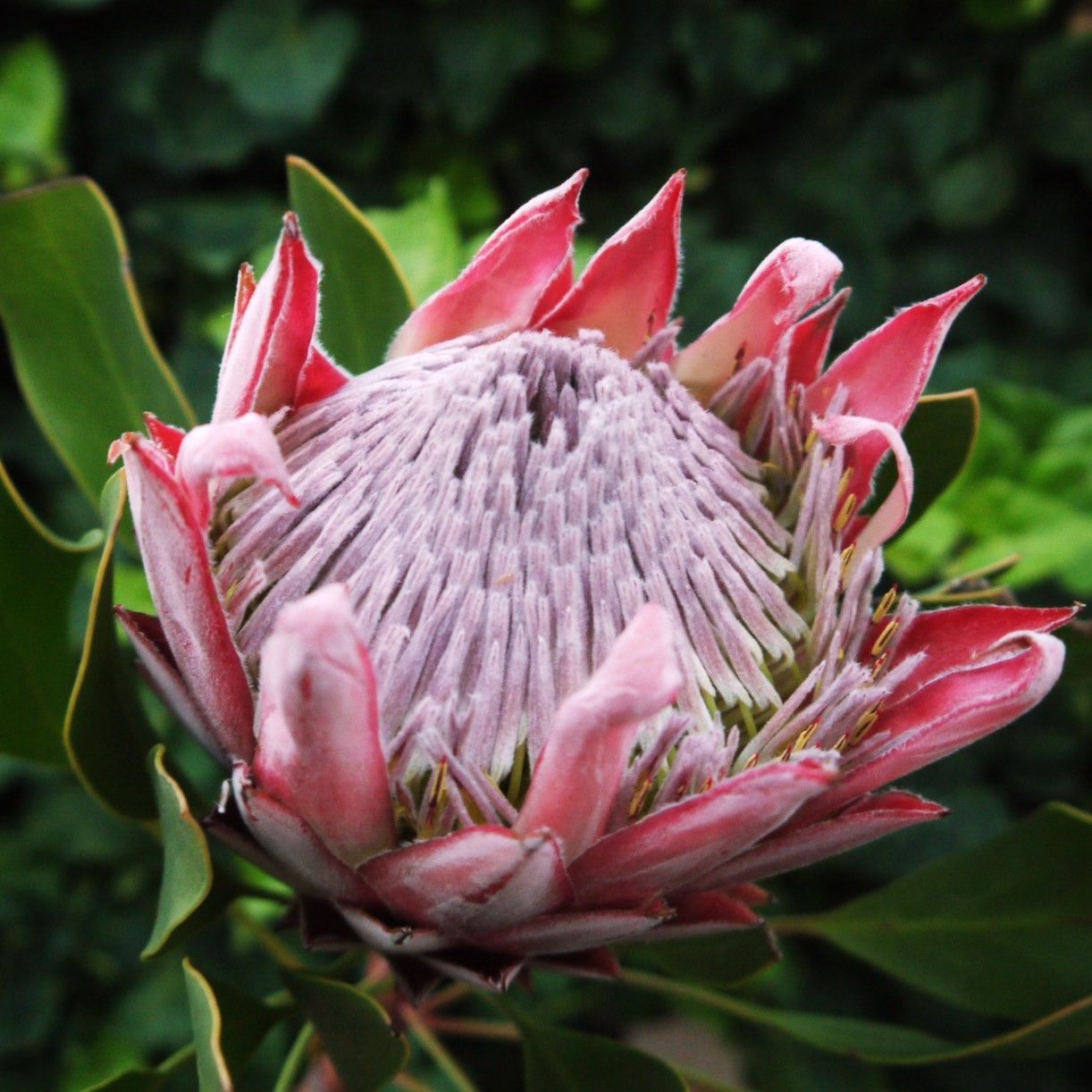 ＊キングプロテアピンク＊1本売り＊生花＊ キングプロテアピンク＊1本売り＊生花＊ キングプロテアを使用した
