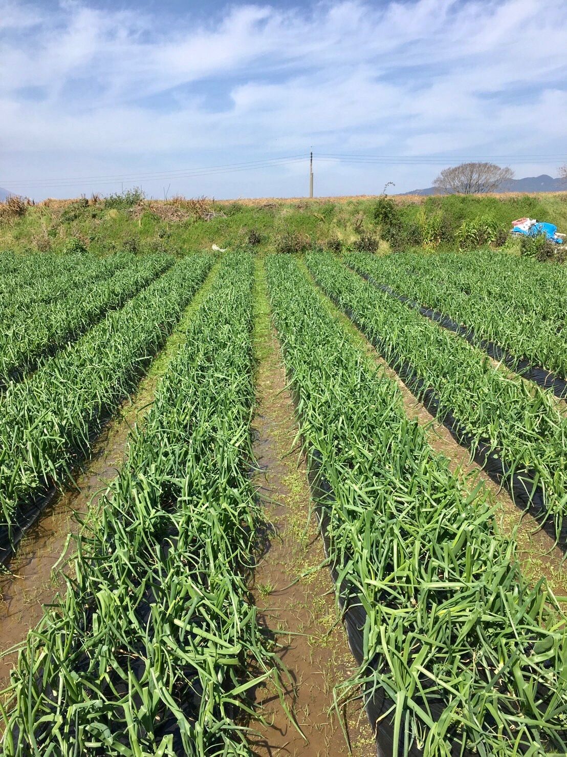 鹿児島産】甘塩新玉ねぎ箱込み2キロ^_^ - メルカリ