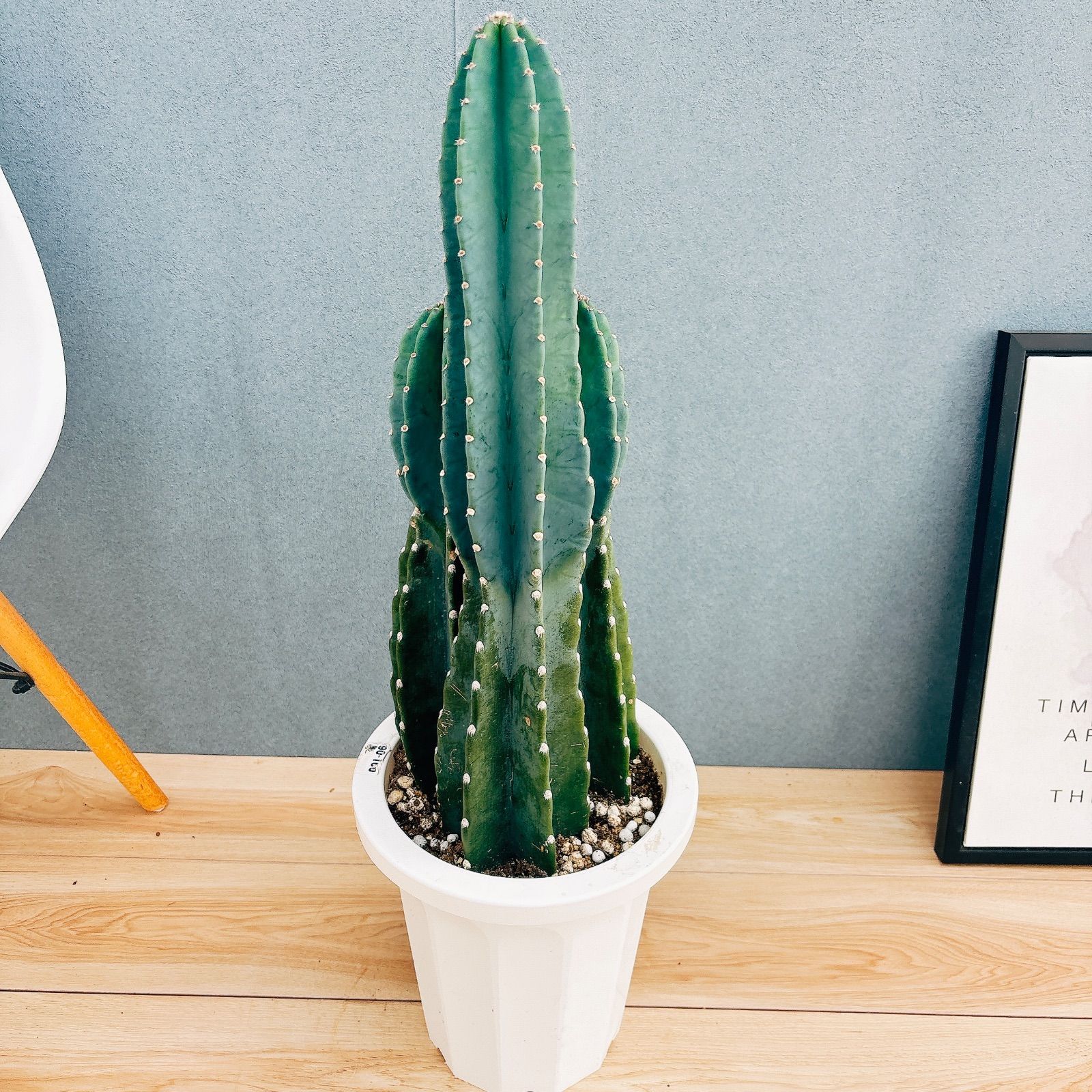 チタノプシス 種子40種類 20粒ずつセット 発芽確認済み