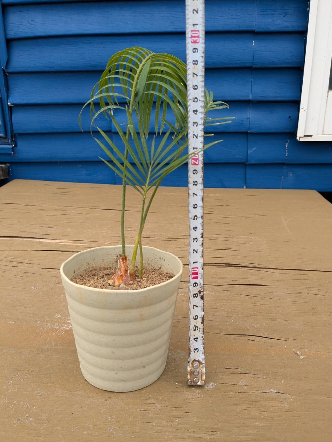 抜き苗発送】実生苗 ソテツ 蘇鉄 Cycas revoluta 2025-5-23-cr2 - メルカリ