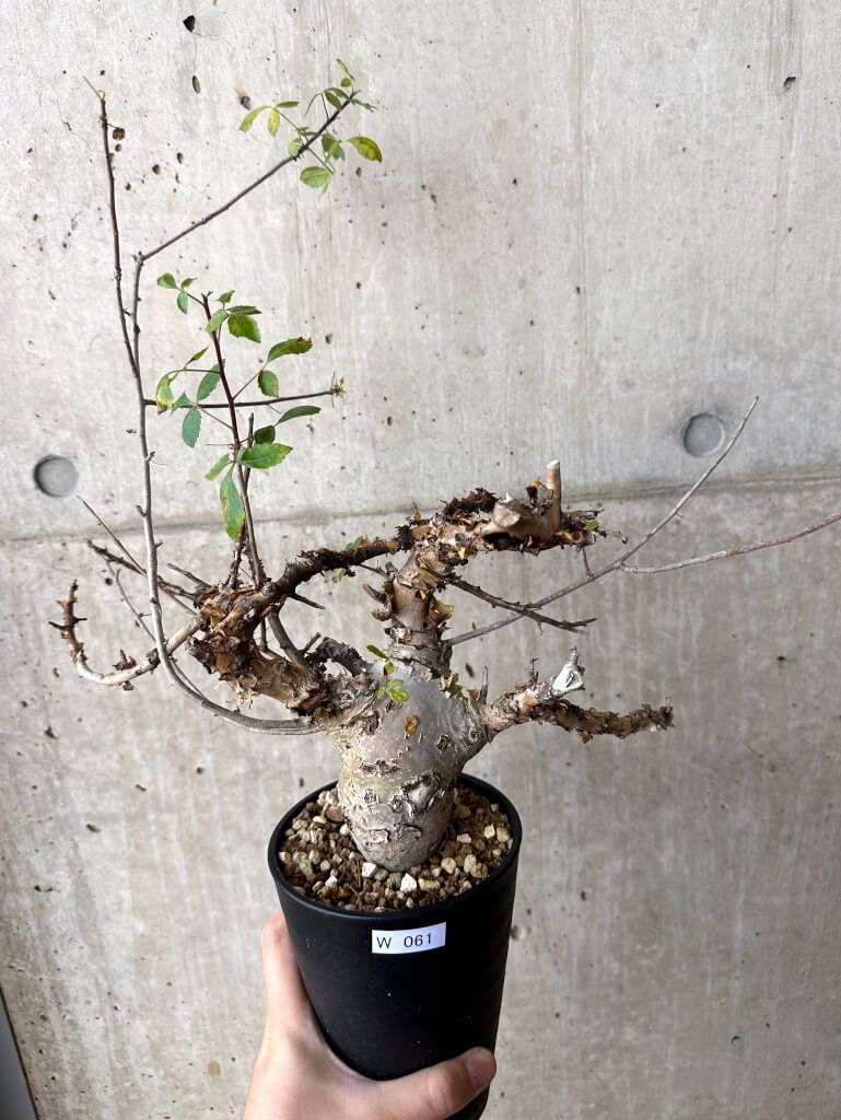 現品限り コミフォラ カタフ ターカネンシス 現地株 発根済み 約10ヶ月管理 W61 Commiphora kataf turkanensis 植物 塊根植物 夏型 コーデックス