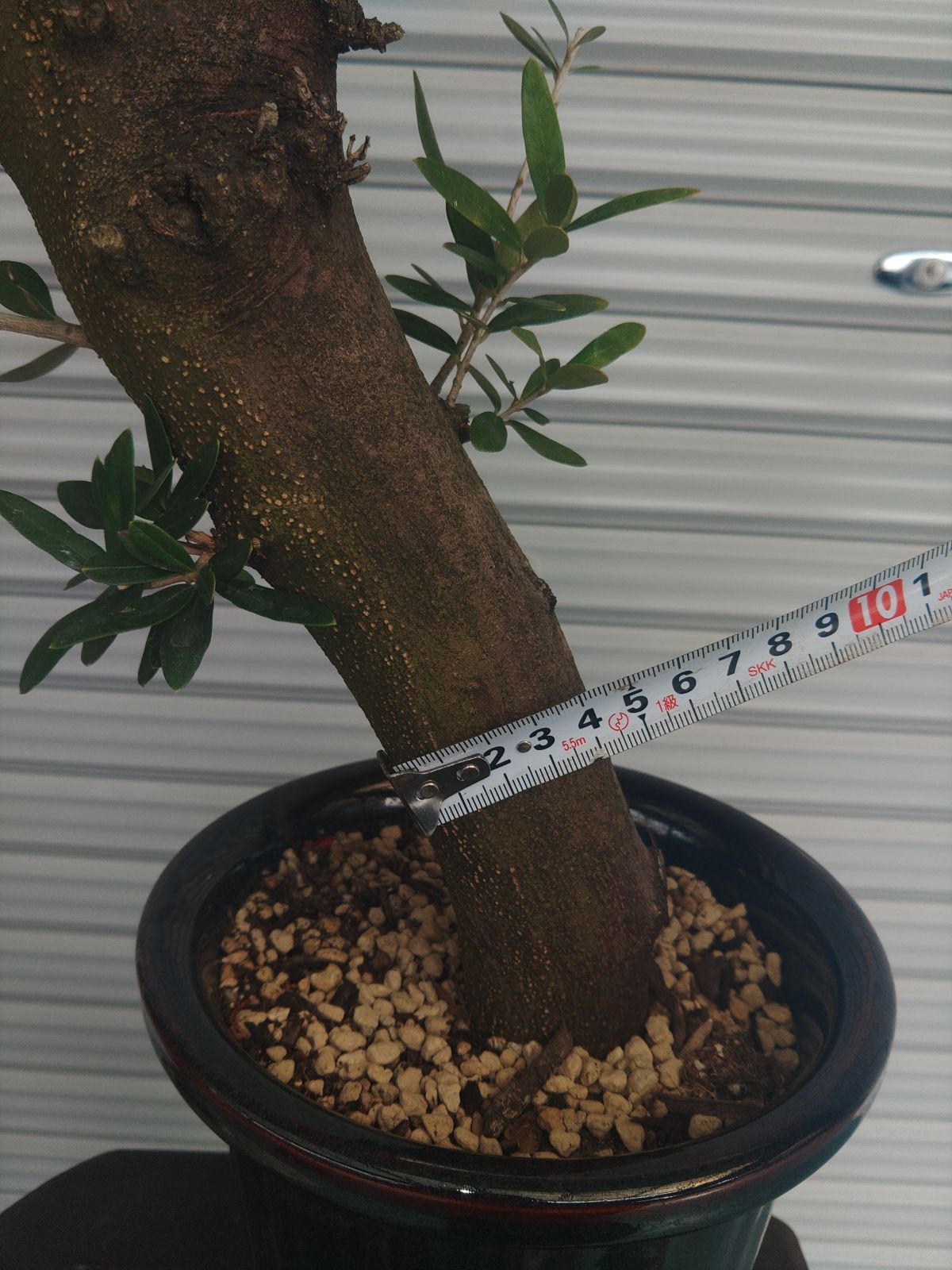 Old Olive 古木オリーブ［No.07］× 11号鉢 (φ33cm) | Botanic