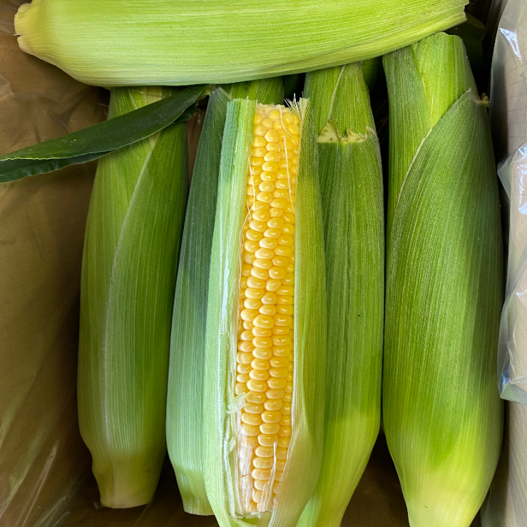 朝採り！とうもろこし 品種「おおもの」ハネだし品🌽クール便 先行予約