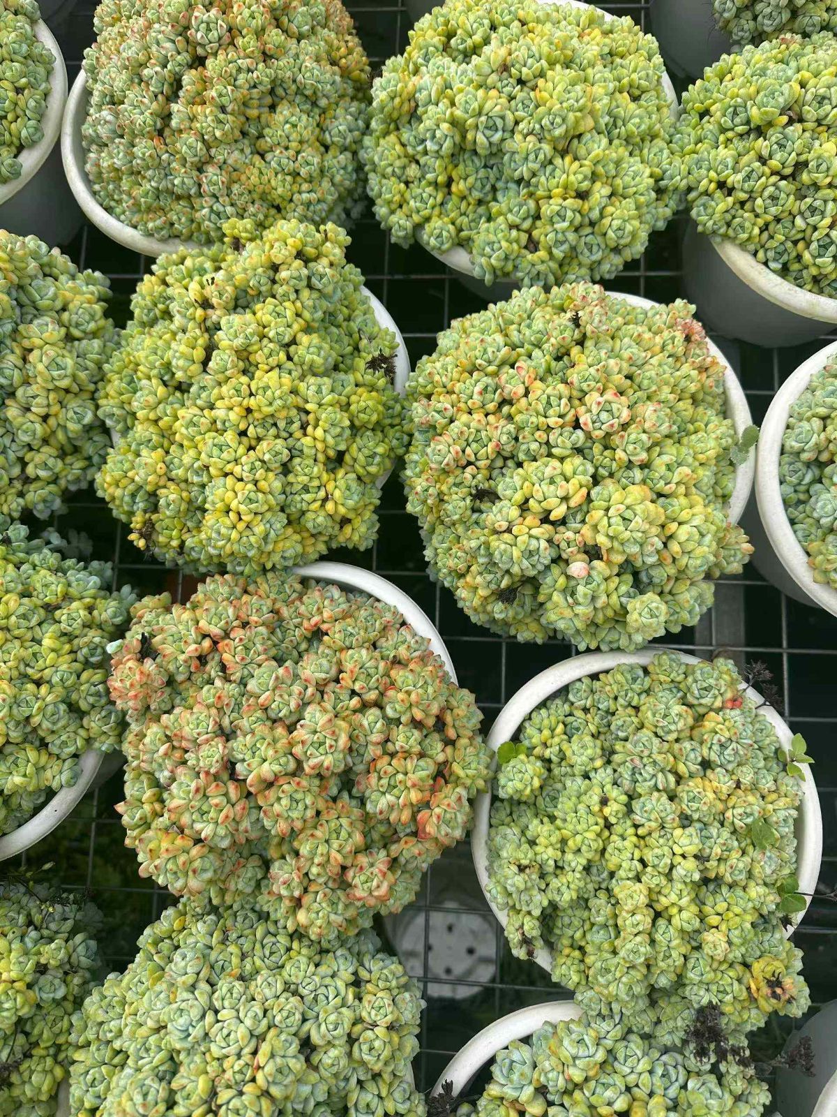 多肉植物 アエオニウム