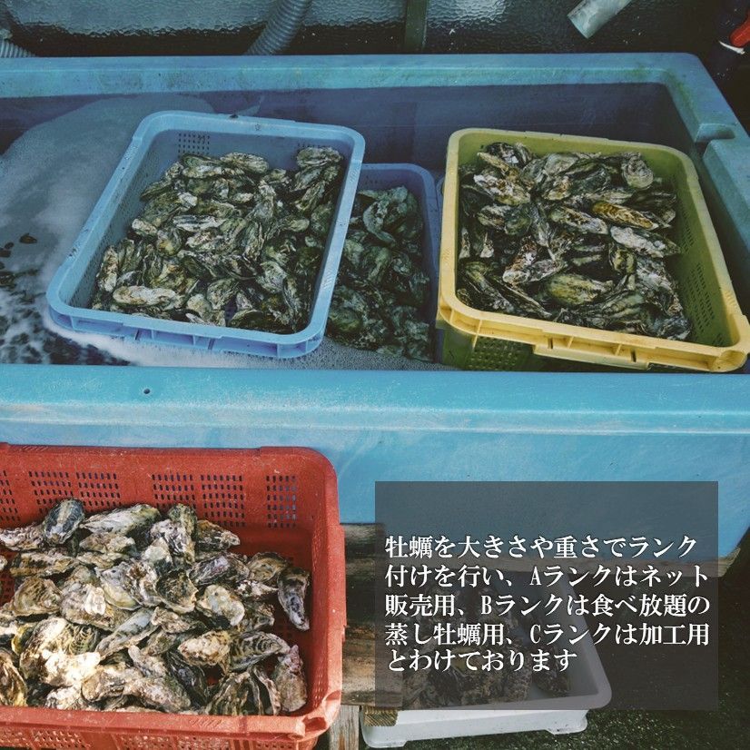 生食OK 三陸産 殻付き 生牡蠣 7kg 今季初出し 希少 数量限定 新鮮 宮城 石巻 鉄分 ミネラル豊富 希少 カキ バーベキュー 貝 魚介類 かき 贈答 パーティ 刺身 焼く 蒸す 揚げ 漬け カキフライ 鍋 栄養 誕生日 プレゼント 海の幸 贈り物 逸品