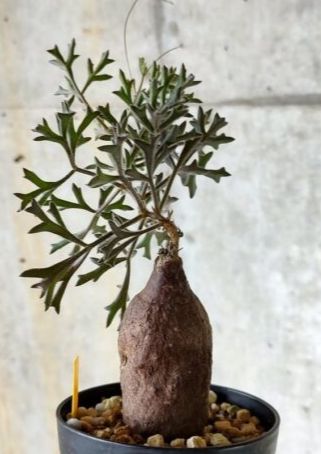 キフォステンマ モンタグナッキー 塊根植物 キフォステンマ モンタグナッキー 塊根植物