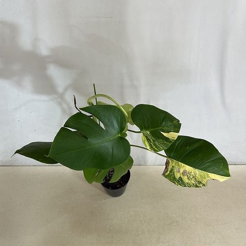 観葉植物 黄斑モンステラ ボルシギアナ オーレア 4号硬質ポット 個体H