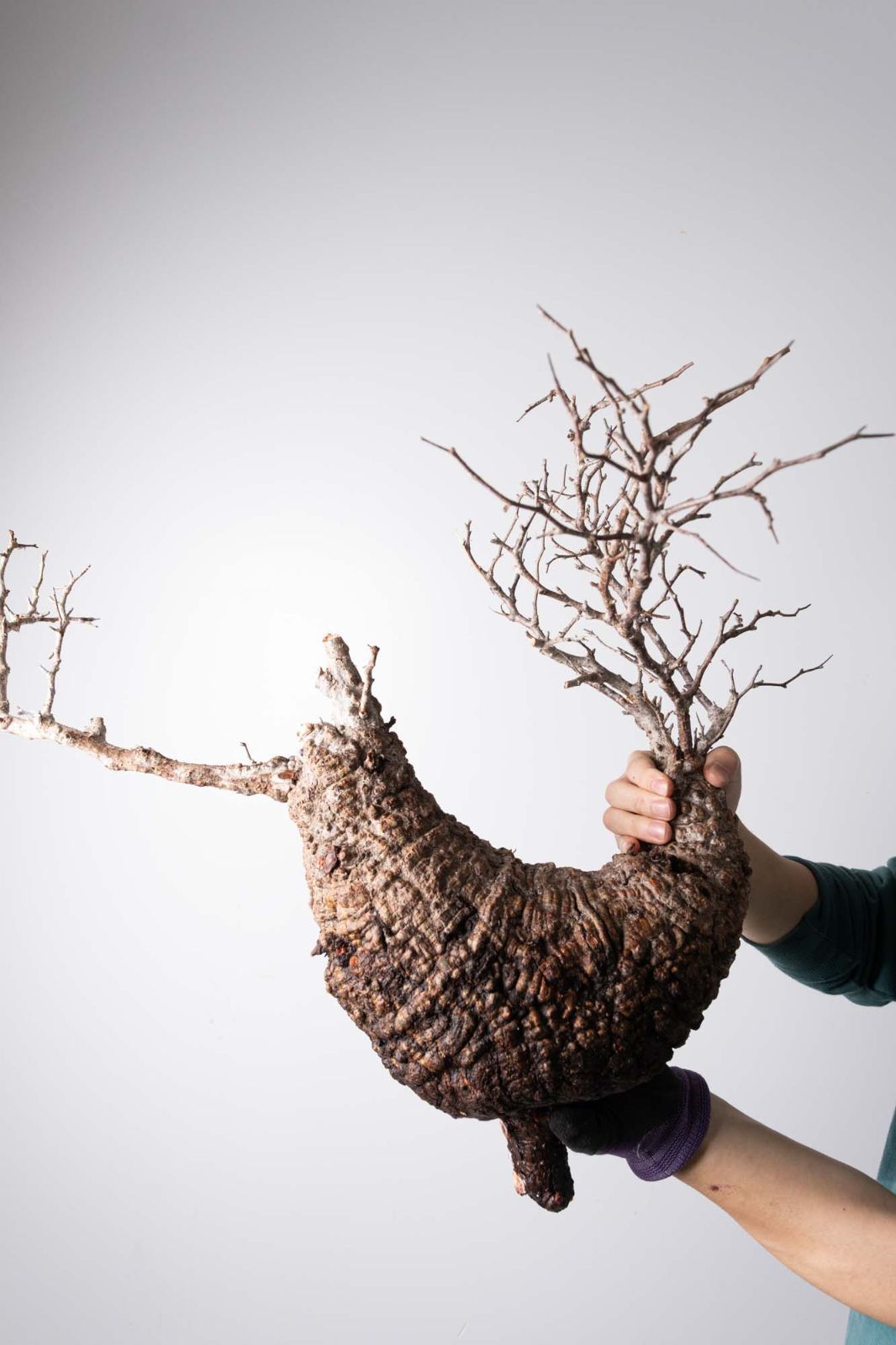 PK115オペルクリカリア パキプス コーデックス ベアルート株 MP114 オペルクリカリア パキプス コーデックス ベアルート株 CP115