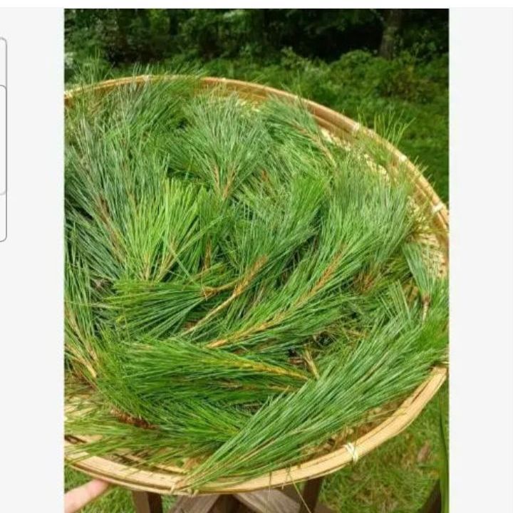 採れたて新鮮♪︎軽井沢産 天然農薬不使用 赤松 松葉 1kg 松の