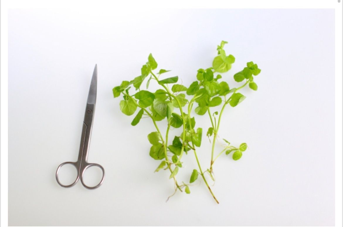 メルカリshops 育てる水草の種 リシマキア 可愛い水色の種子 ハーブのような匂いのする水草