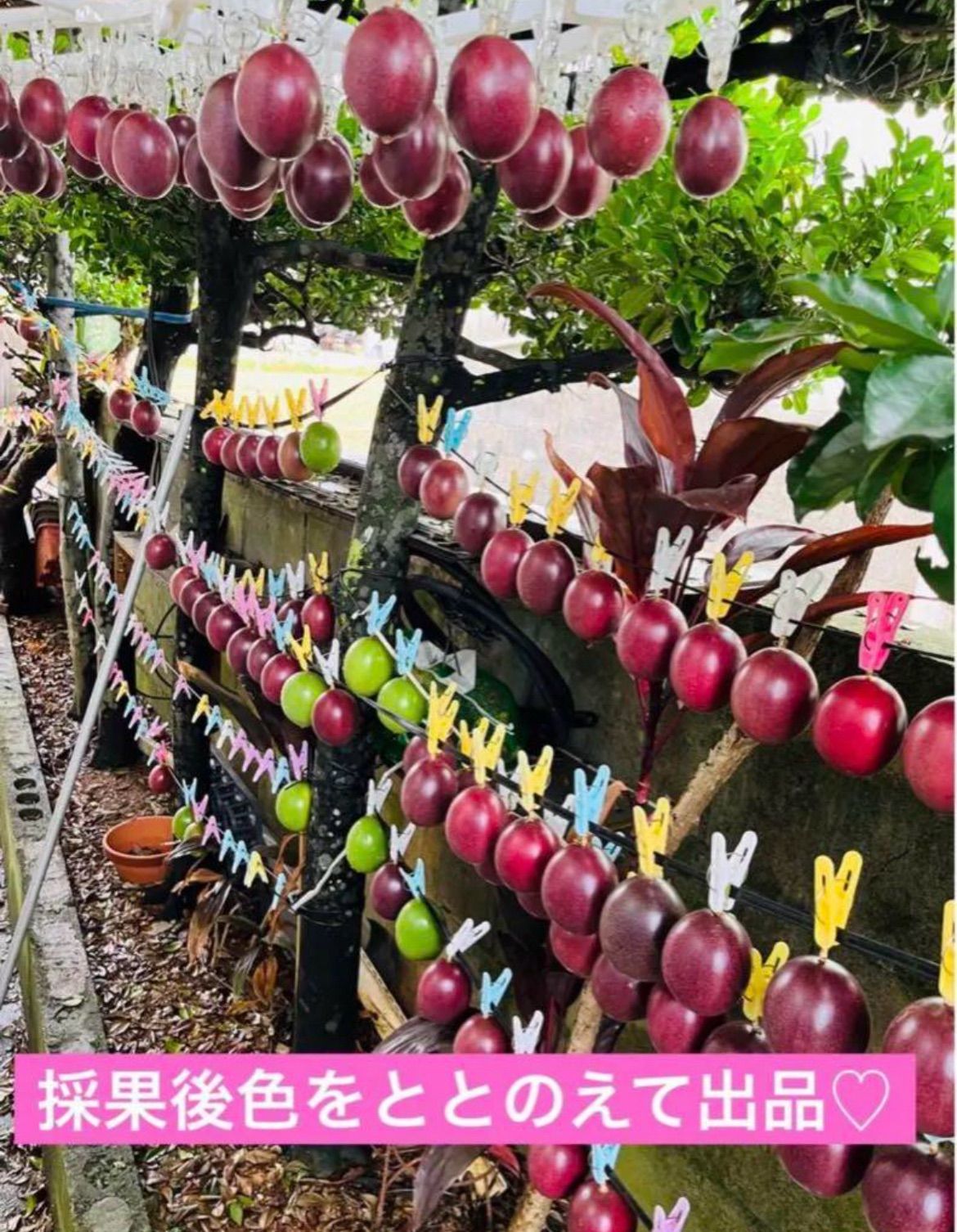 土日SALE！沖縄産パッションフルーツ！Lサイズ10玉入り - メルカリ
