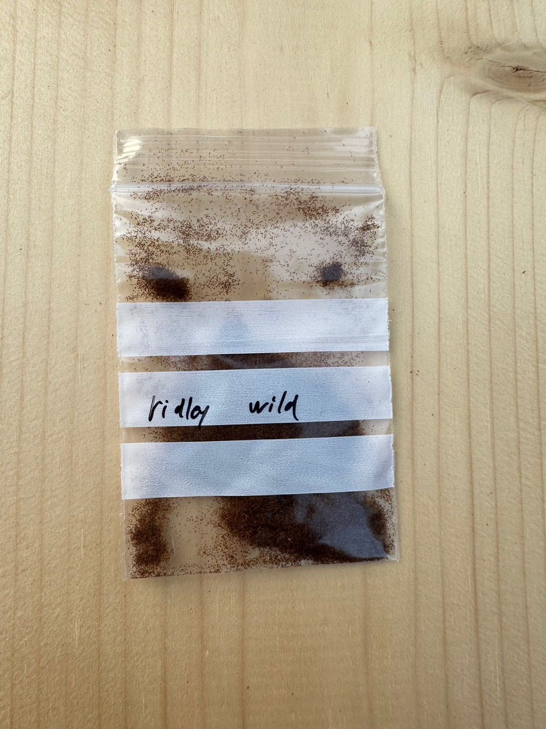 ビカクシダ ウィリンキー リドレイ Wild 胞子 2セット❗️ - メルカリ