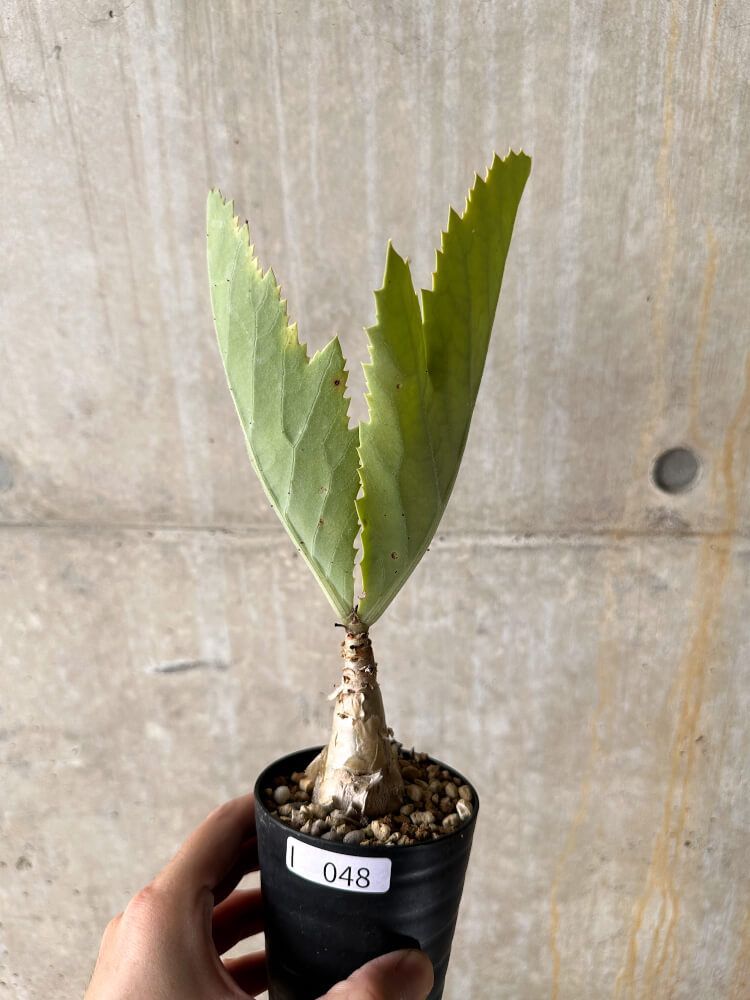 Ceratostema peruviana 挿木1 Ceratostema peruviana 挿木1 島根大学