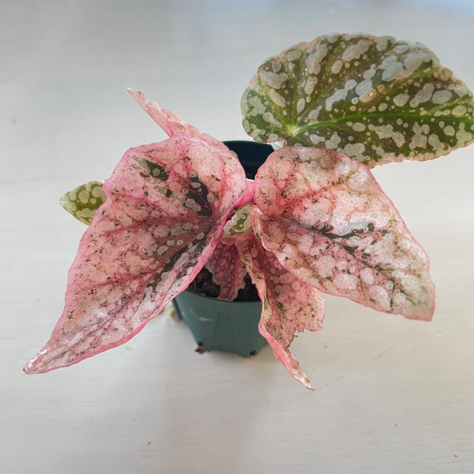 Begonia Snow Capped 斑入り ベゴニア スノーキャップド 3 Begonia