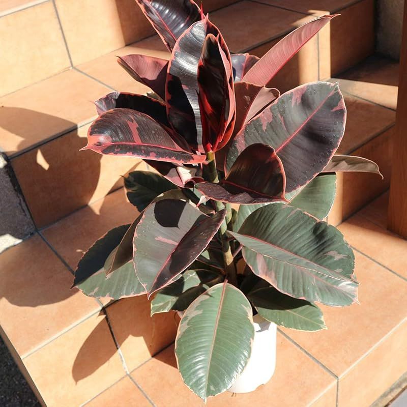 カレーリーフ ハーブ 中 抜き苗 1株 Amazon.co.jp: カレーリーフ 生葉