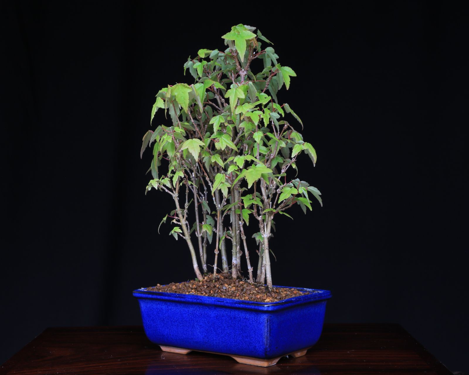 カエデ【楓】寄せ植え 小品盆栽【泰寿園Online】雑木盆栽 紅葉