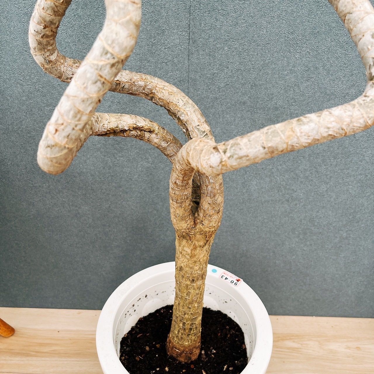 現品］※売約済※ 法人価格 3番 ドラセナ コンシンネ 龍 曲がり 8号 観葉