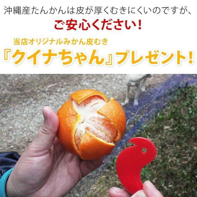 沖縄 たんかん＼ タンカン 専用皮むき付／沖縄産 10kg ストア 優品(ご