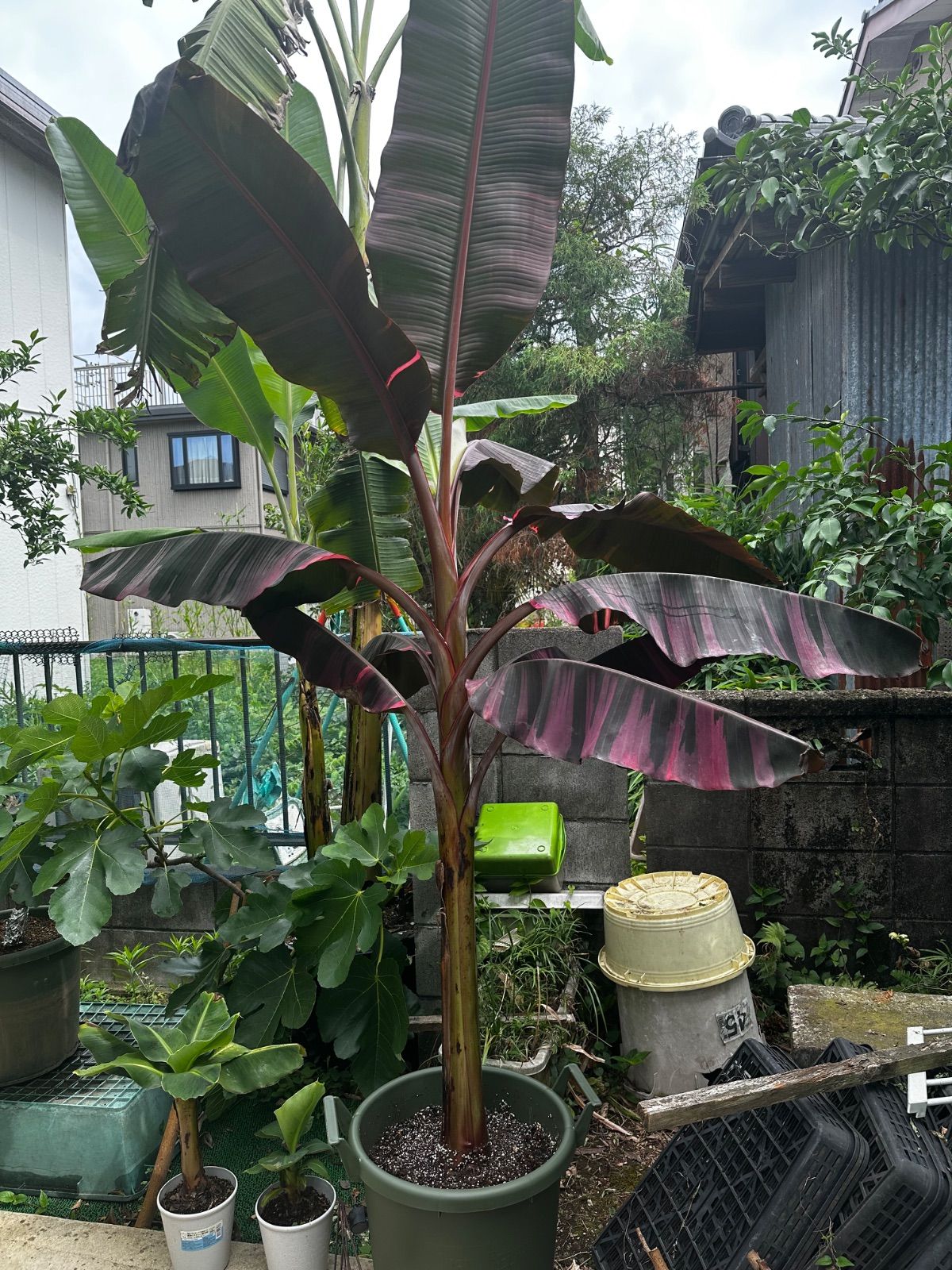 ムサノノバナナ苗 Musa