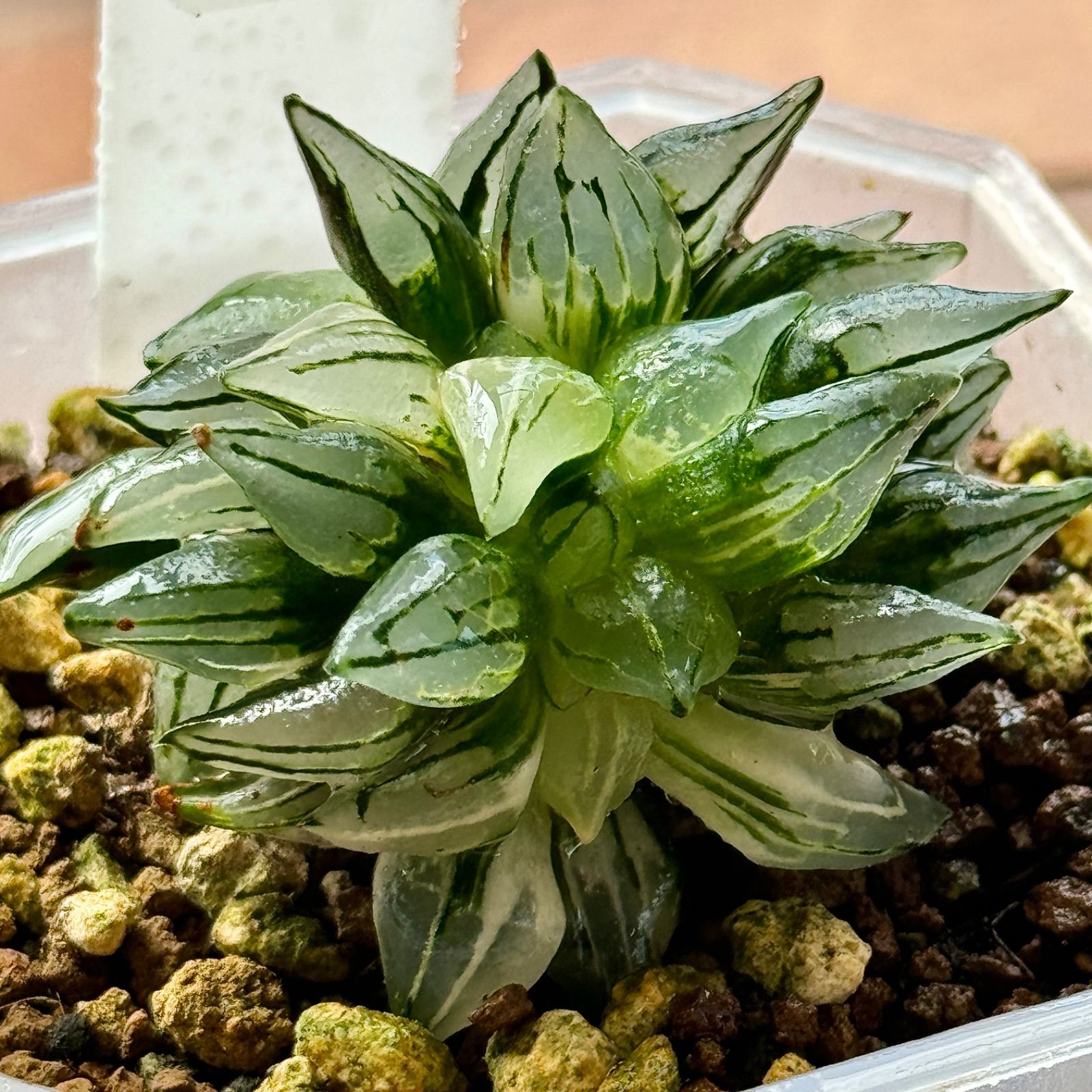 ハオルチア アトロフスカミュータント錦 糊斑 - 植物/観葉植物