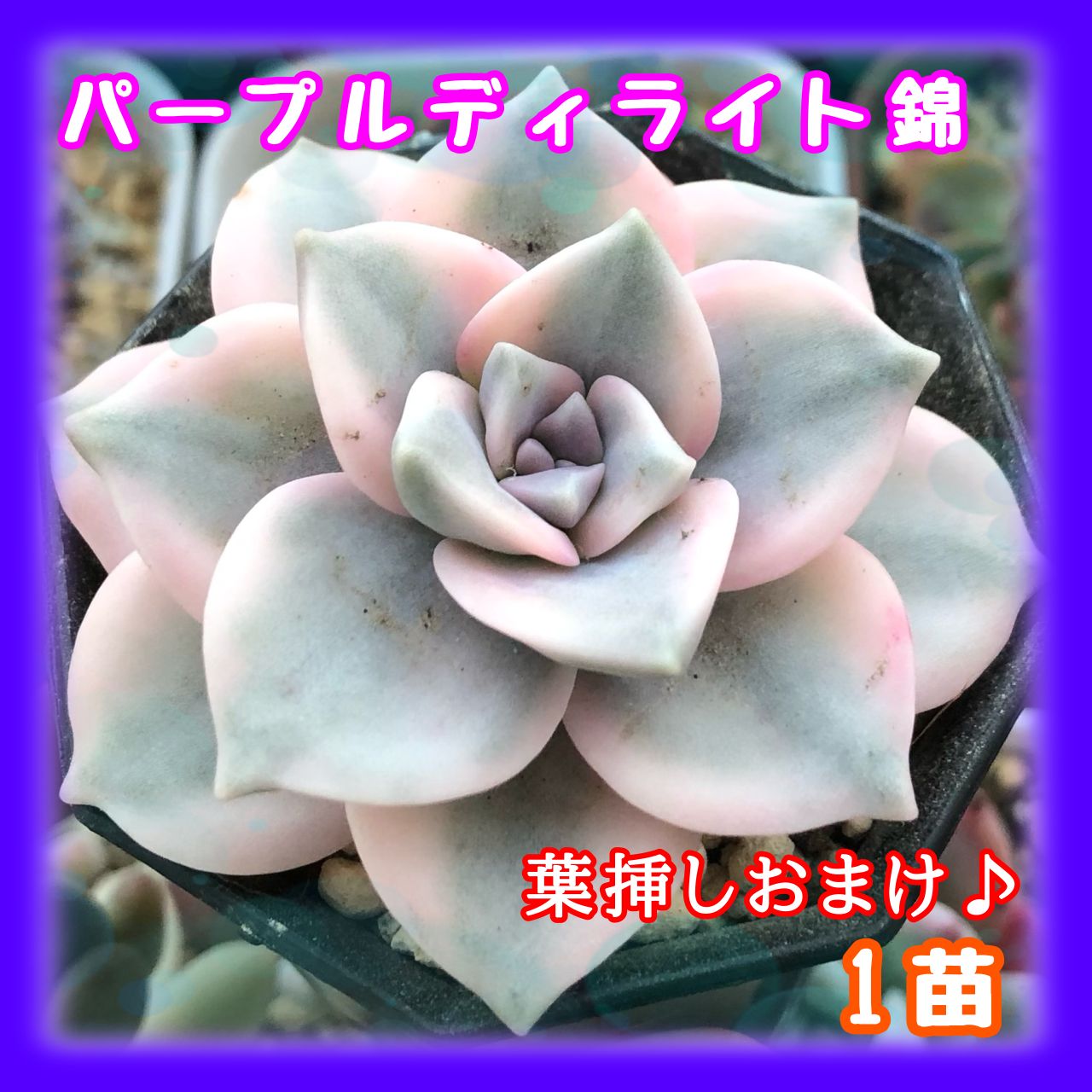 多肉植物 パープルディライト錦 カット苗 1苗 - 黒猫yu-ri【多肉植物