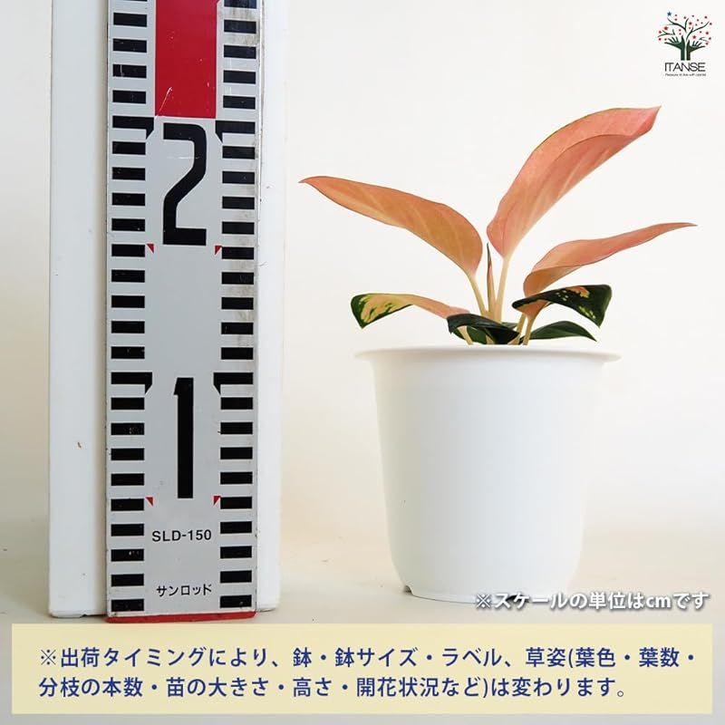 耐陰性があり 直射日光を嫌