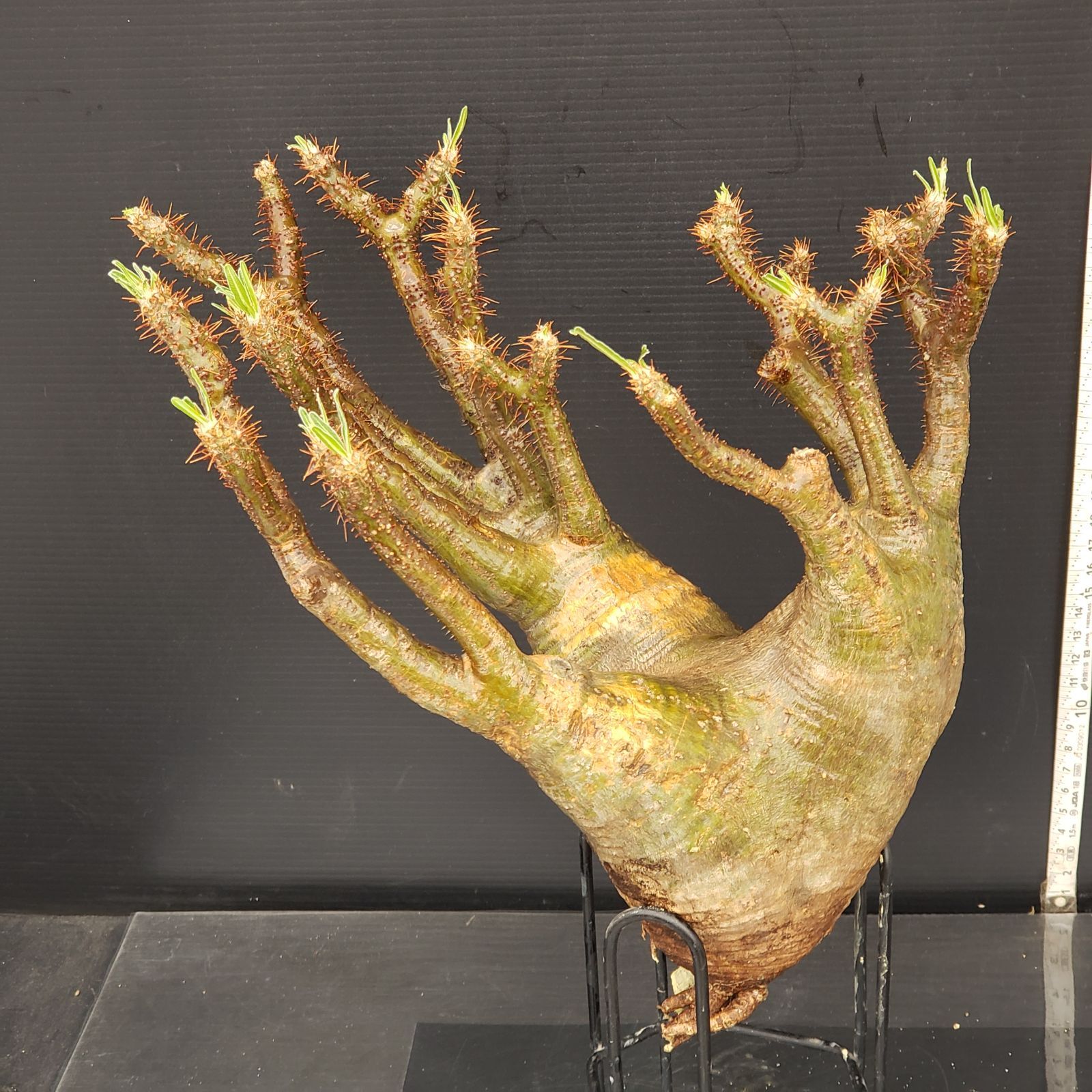 P176【最新到着】Pachypodium グラキリス（ML）（現地球・抜き苗