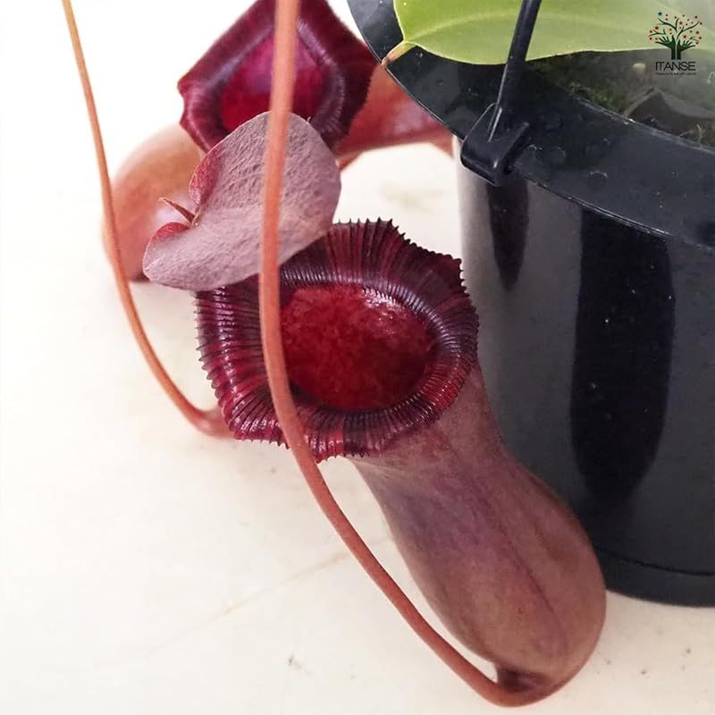 原産地 東南アジア