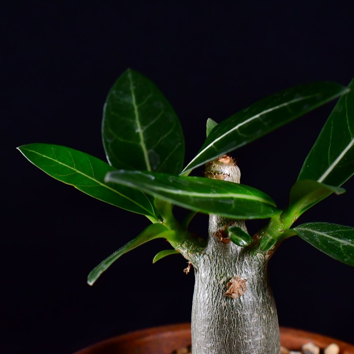 3U3 実生 アデニウム・アラビカム エイリアン Adenium arabicum Alien