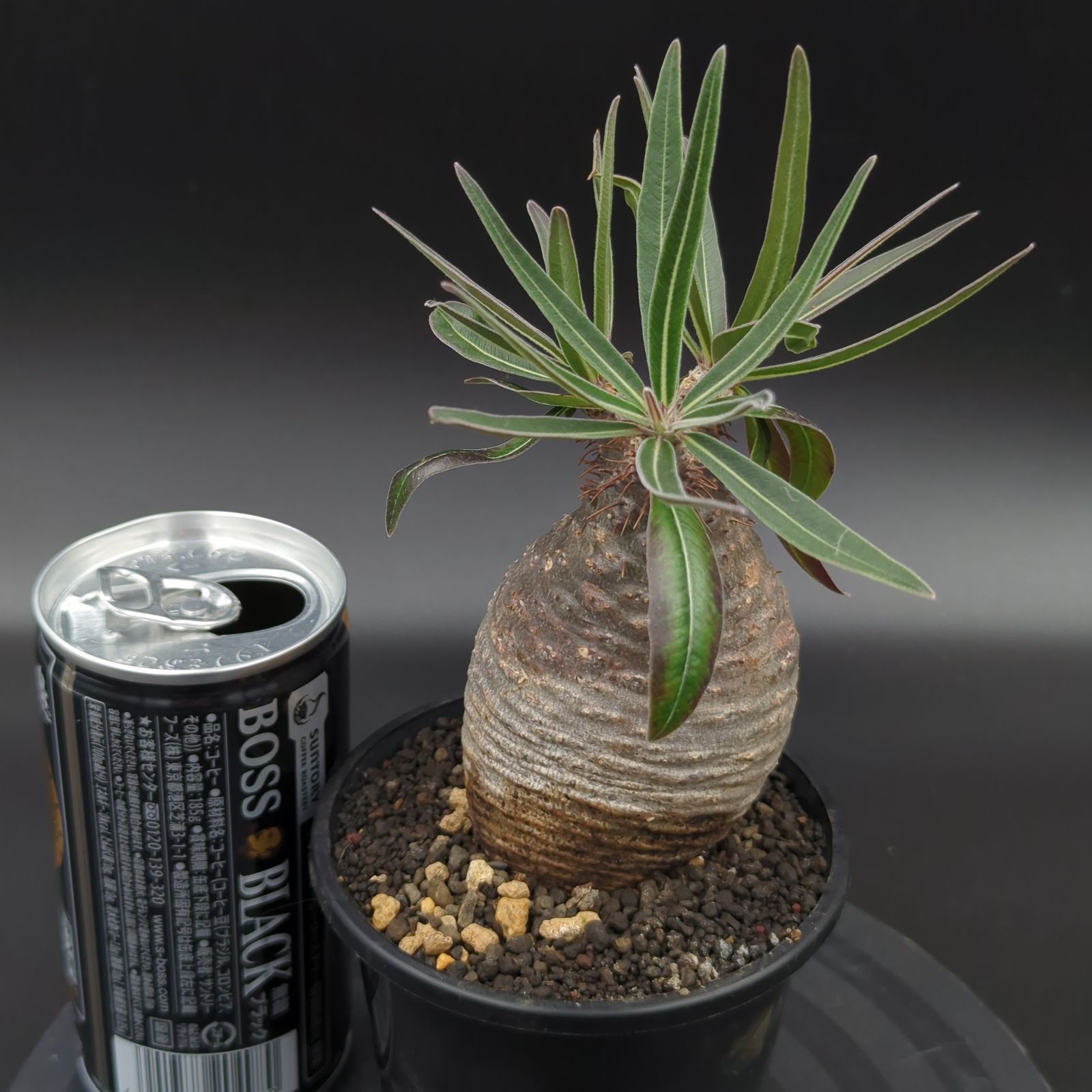 発根済】【現地球】パキポディウム グラキリス 手のりサイズ 世界 綺麗な虫