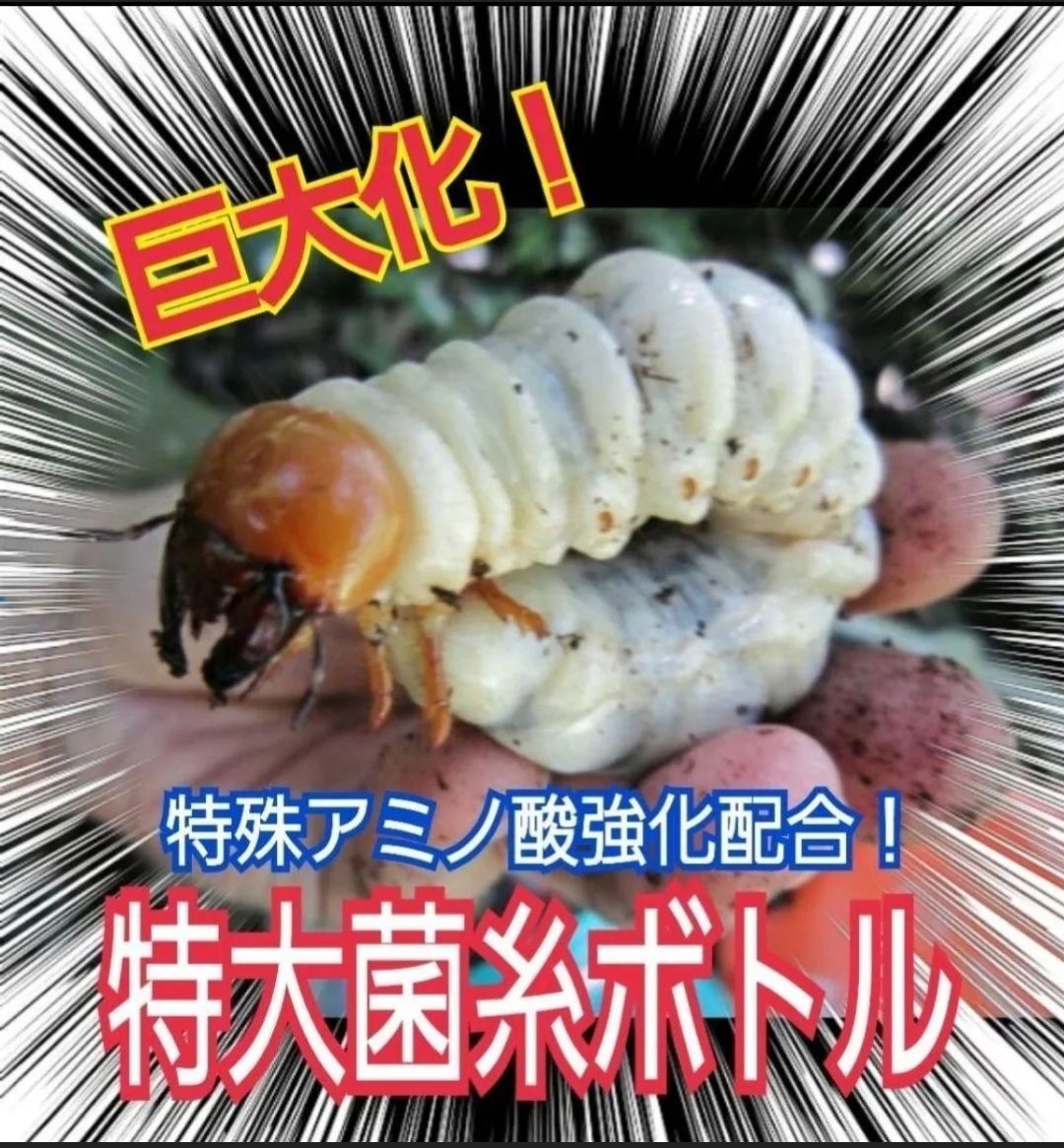 タランドゥス・オウゴンオニクワガタ・レギウスが巨大化！極上
