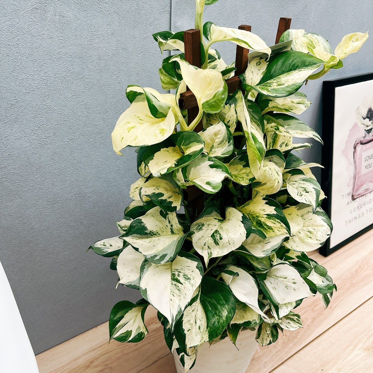 観葉植物 育てやすい